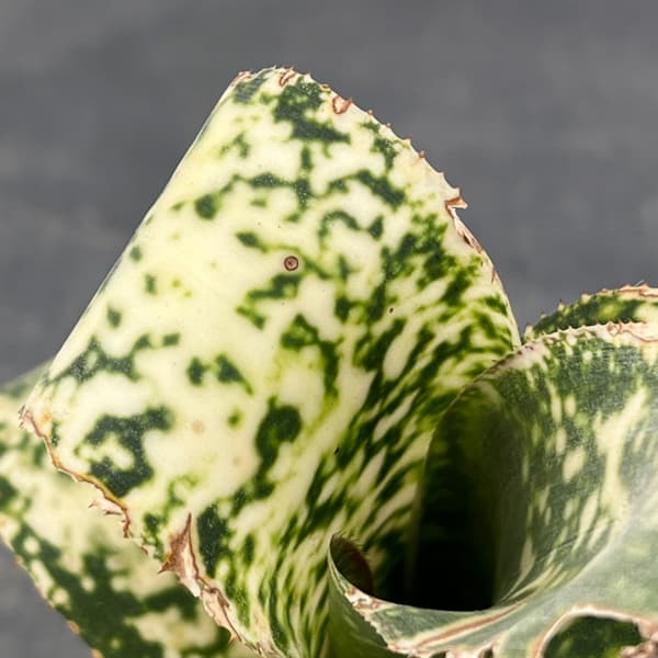 ビルベルギア:ディッピンドット 2.5号鉢植え