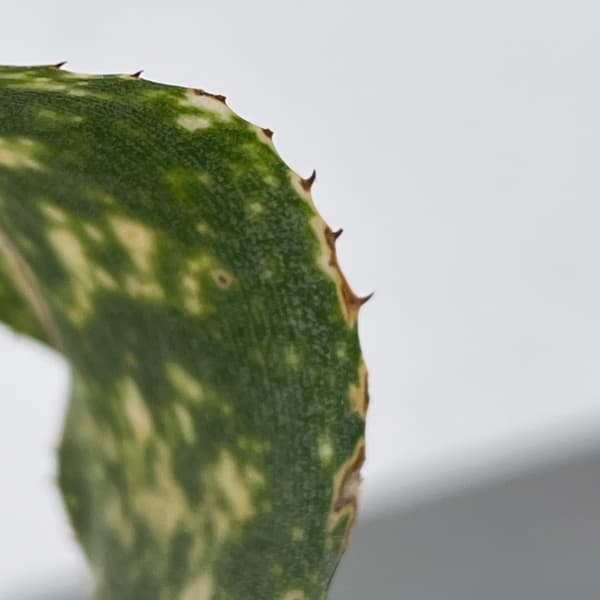 ビルベルギア:ディッピンドット 2.5号鉢植え