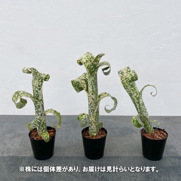 ビルベルギア:ディッピンドット 2.5号鉢植え