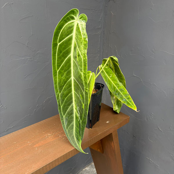 アンスリウム：ワロクアナム　ミューテーション　3.5号ポット