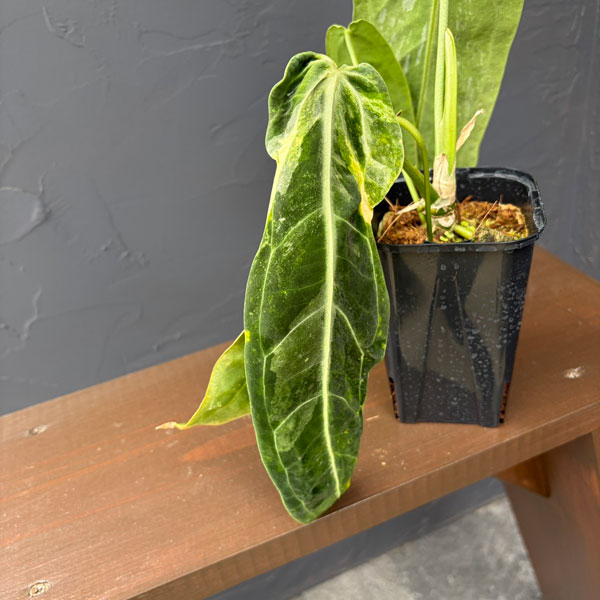 アンスリウム：ワロクアナム　ミューテーション　3.5号ポット