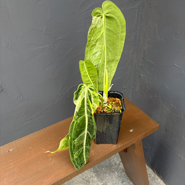 アンスリウム：ワロクアナム　ミューテーション　3.5号ポット