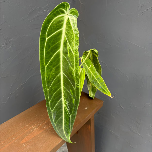 アンスリウム：ワロクアナム　ミューテーション　3.5号ポット