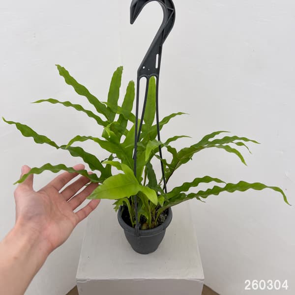 ドリナリア：クエルシフォリア 3.5号吊り鉢