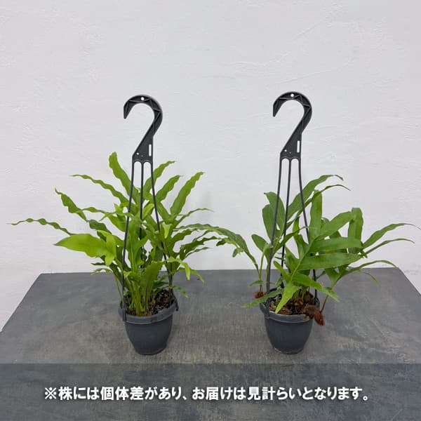 ドリナリア：クエルシフォリア 3.5号吊り鉢