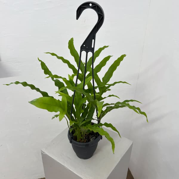 ドリナリア：クエルシフォリア 3.5号吊り鉢