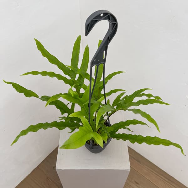 ドリナリア：クエルシフォリア 3.5号吊り鉢