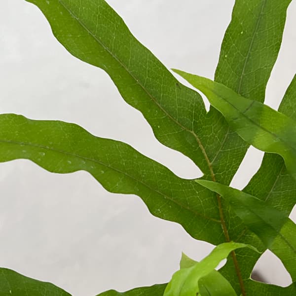 ドリナリア：クエルシフォリア 3.5号吊り鉢