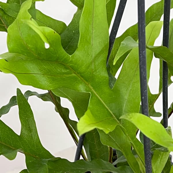 ドリナリア：クエルシフォリア 3.5号吊り鉢