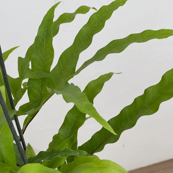 ドリナリア：クエルシフォリア 3.5号吊り鉢