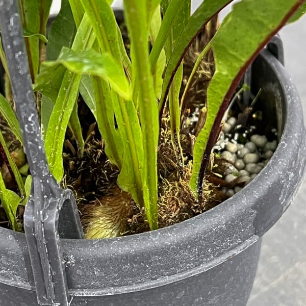 ドリナリア：クエルシフォリア 3.5号吊り鉢