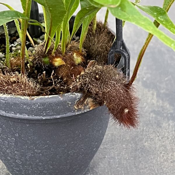 ドリナリア：クエルシフォリア 3.5号吊り鉢