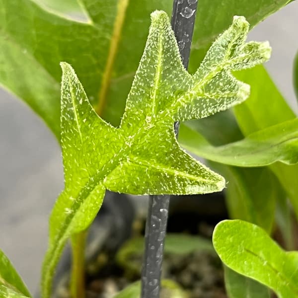 ドリナリア：クエルシフォリア 3.5号吊り鉢