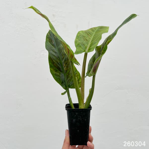 フィロデンドロン：サブハスタータム（斑入り）　 2.5号ポット