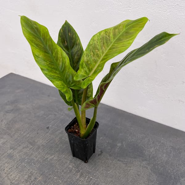 フィロデンドロン：サブハスタータム（斑入り）　 2.5号ポット