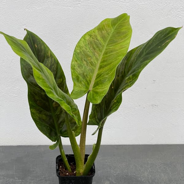 フィロデンドロン：サブハスタータム（斑入り）　 2.5号ポット