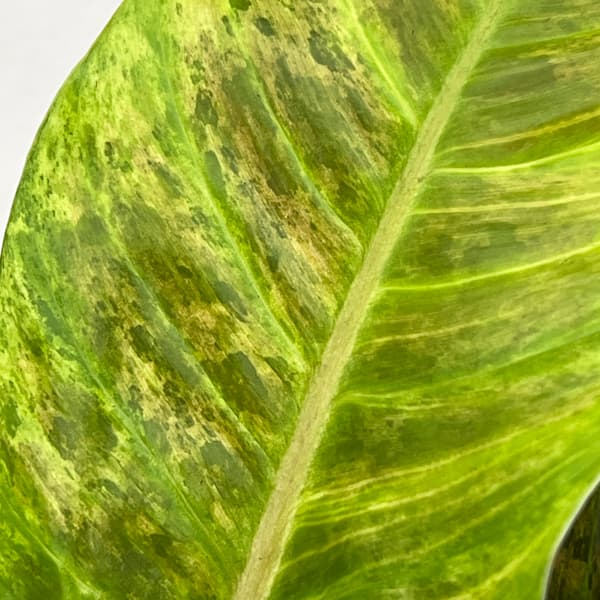 フィロデンドロン：サブハスタータム（斑入り）　 2.5号ポット