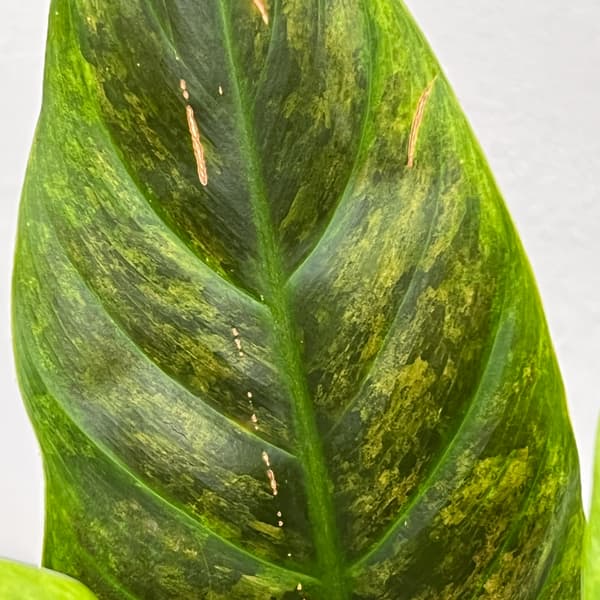 フィロデンドロン：サブハスタータム（斑入り）　 2.5号ポット