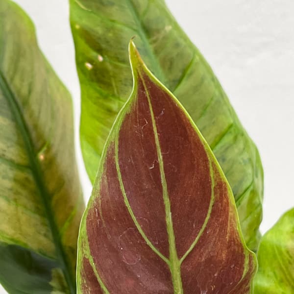 フィロデンドロン：サブハスタータム（斑入り）　 2.5号ポット
