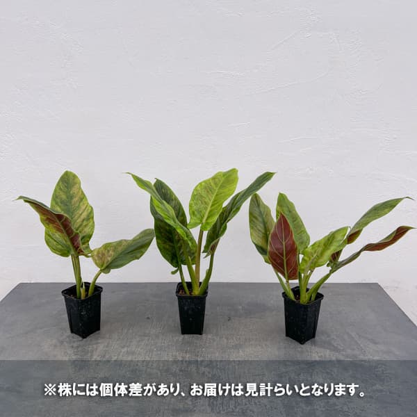 フィロデンドロン：サブハスタータム（斑入り）　 2.5号ポット