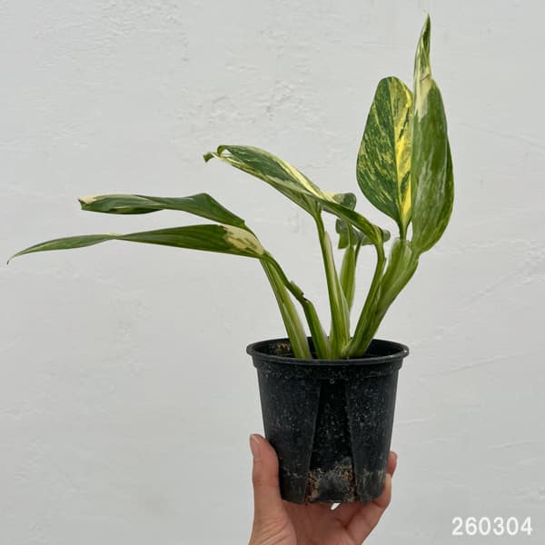 モンステラ：スタンディアナ　イエローバリエガータ　3.5号ポット