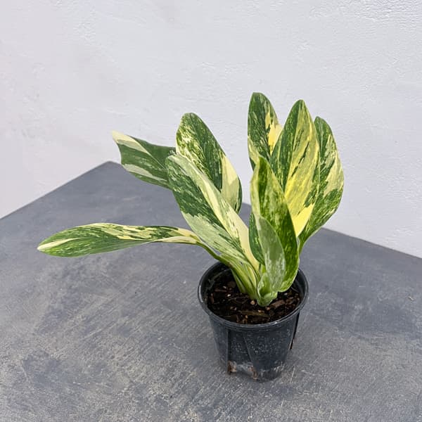 モンステラ：スタンディアナ　イエローバリエガータ　3.5号ポット