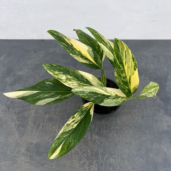 モンステラ：スタンディアナ　イエローバリエガータ　3.5号ポット