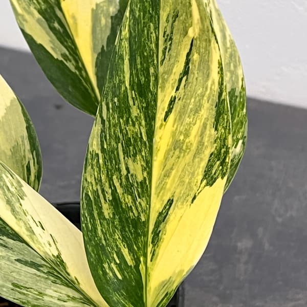 モンステラ：スタンディアナ　イエローバリエガータ　3.5号ポット