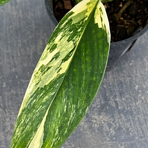 モンステラ：スタンディアナ　イエローバリエガータ　3.5号ポット