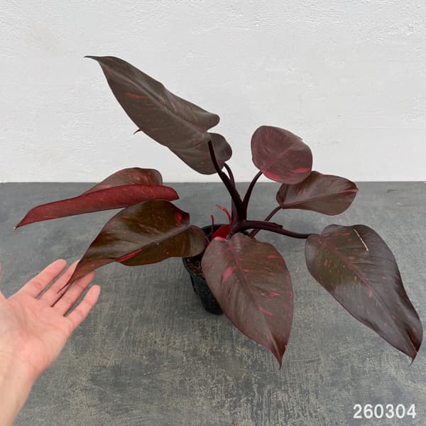 フィロデンドロン：オレンジプリンセス　3.5号26-01