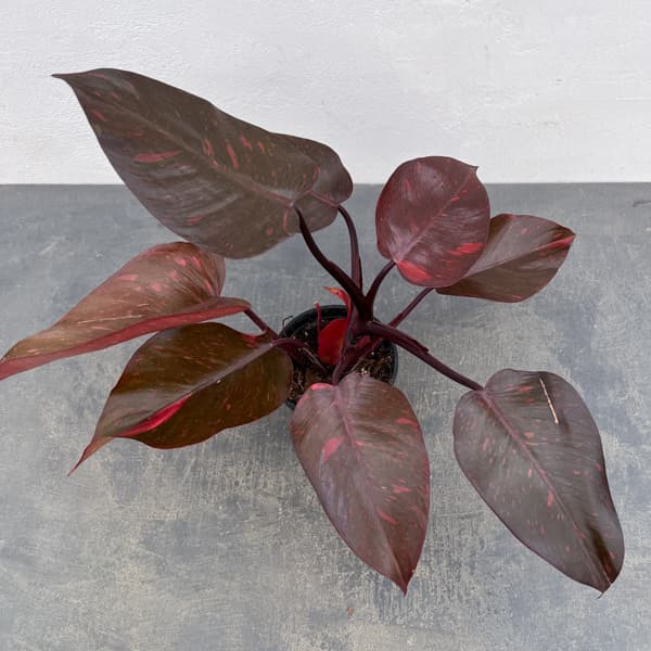 フィロデンドロン：オレンジプリンセス　3.5号26-01