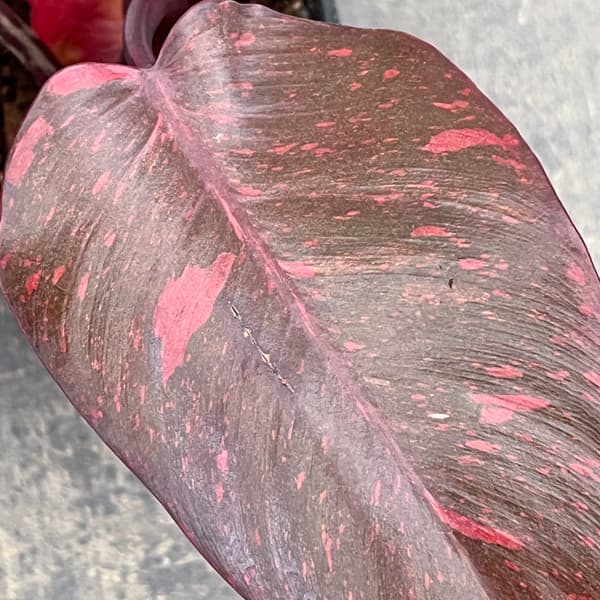 フィロデンドロン：オレンジプリンセス　3.5号26-01