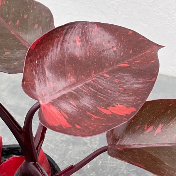 フィロデンドロン：オレンジプリンセス　3.5号26-01