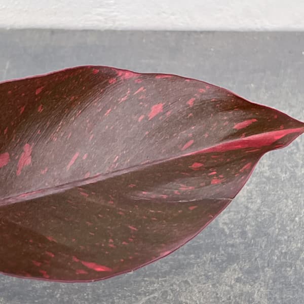 フィロデンドロン：オレンジプリンセス　3.5号26-01