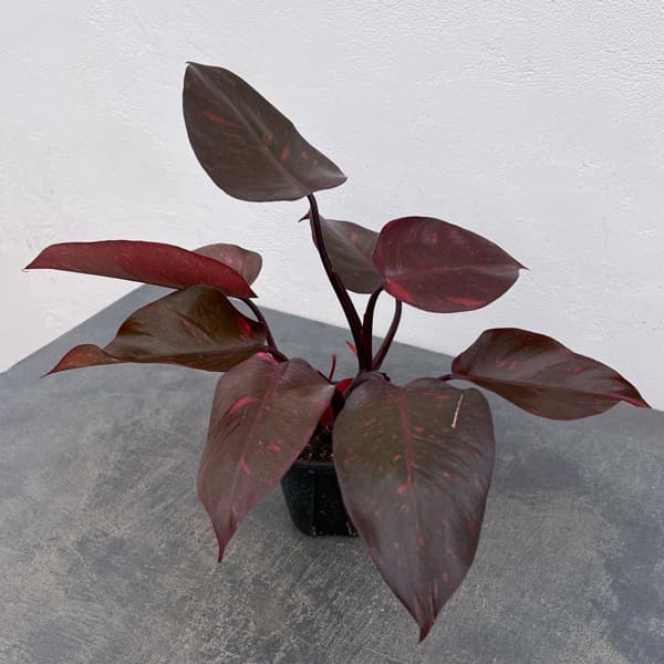 フィロデンドロン：オレンジプリンセス　3.5号26-01