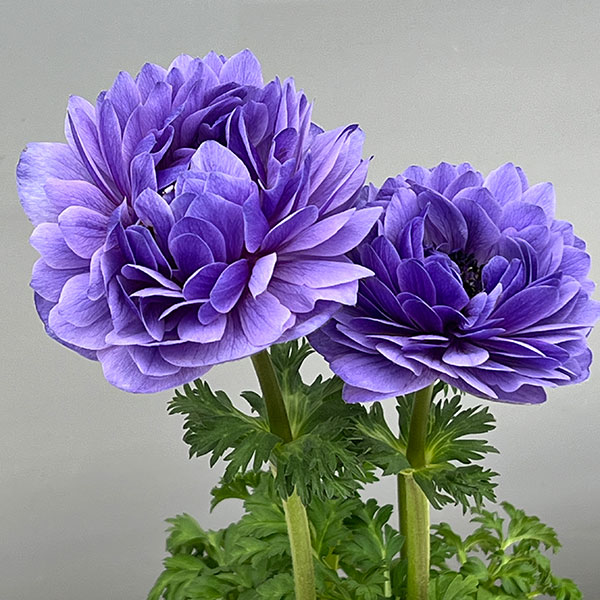 アネモネ:レバンテ アズーロ3-3.5号ポット