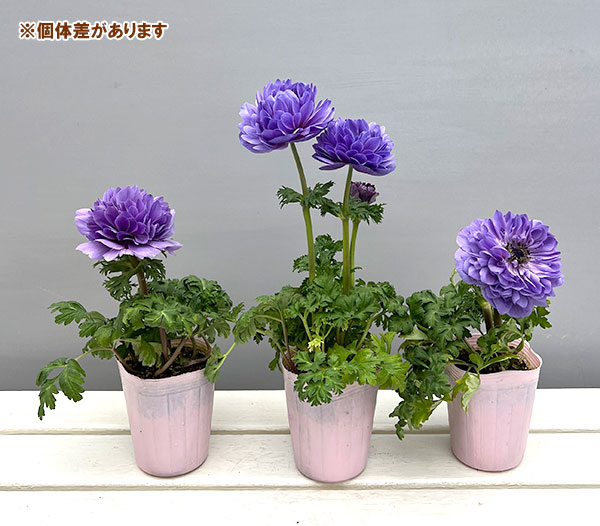 アネモネ:レバンテ アズーロ3-3.5号ポット