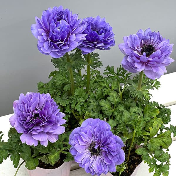 アネモネ:レバンテ アズーロ3-3.5号ポット