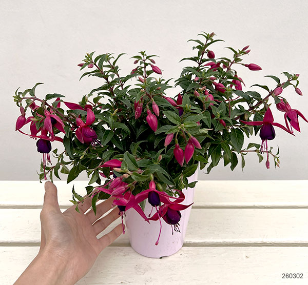 フクシア(ホクシア):バレリーナ バランス(ピンクとパープル)4号鉢植え