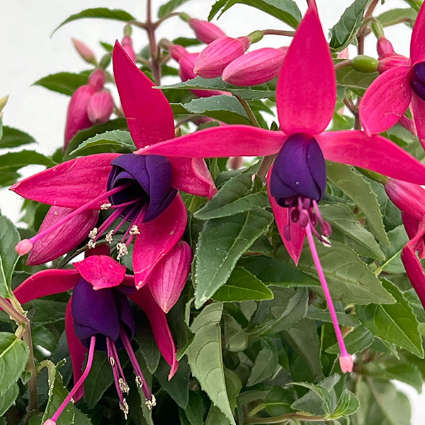 フクシア(ホクシア):バレリーナ バランス(ピンクとパープル)4号鉢植え