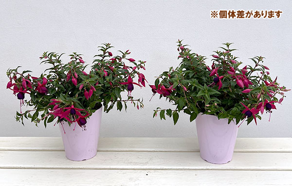 フクシア(ホクシア):バレリーナ バランス(ピンクとパープル)4号鉢植え