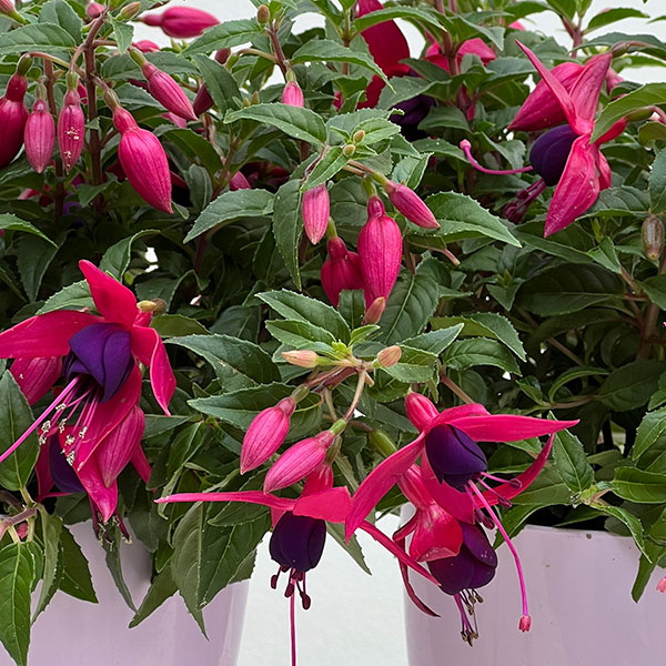 フクシア(ホクシア):バレリーナ バランス(ピンクとパープル)4号鉢植え