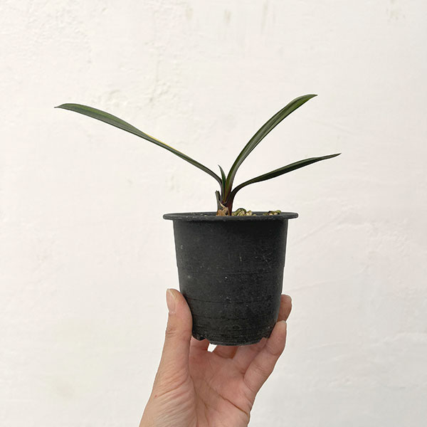 クンシラン（君子蘭）：黄斑入り　3号ポット