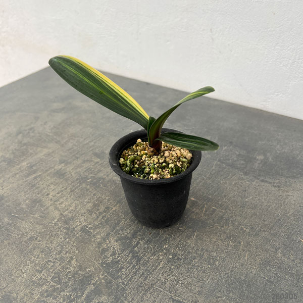 クンシラン（君子蘭）：黄斑入り　3号ポット