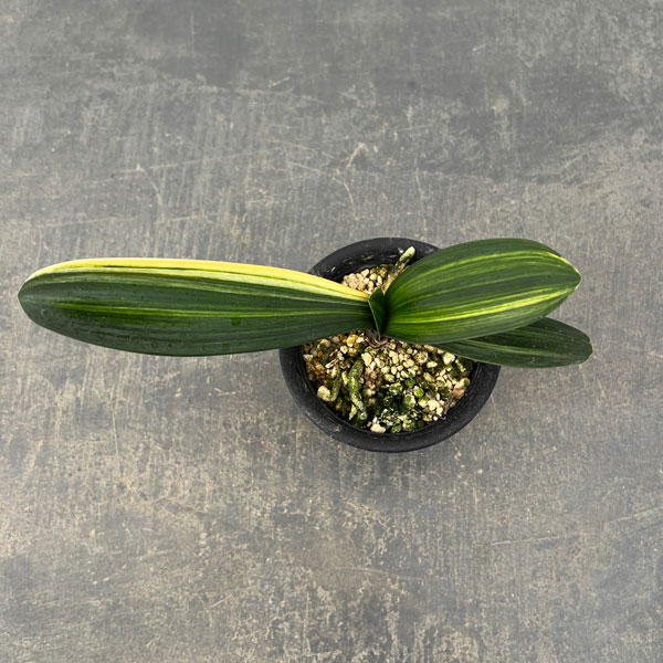 クンシラン（君子蘭）：黄斑入り　3号ポット