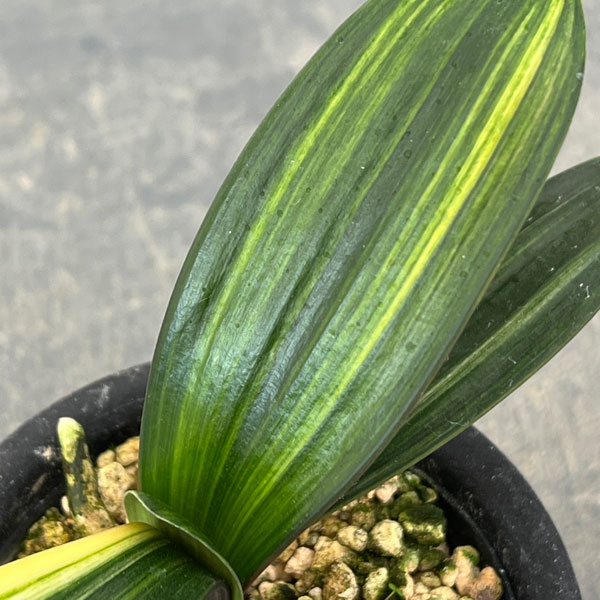 クンシラン（君子蘭）：黄斑入り　3号ポット