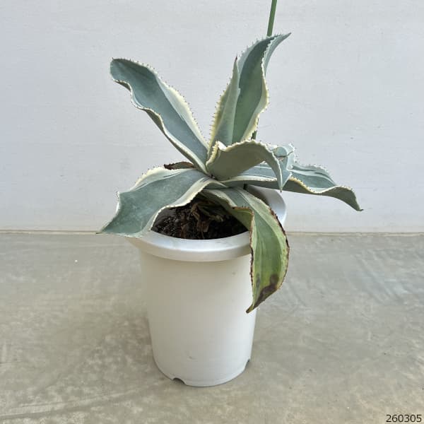 （わけあり特価）アガベ：ジプソフィラ　7号鉢植え