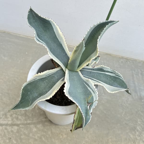 （わけあり特価）アガベ：ジプソフィラ　7号鉢植え