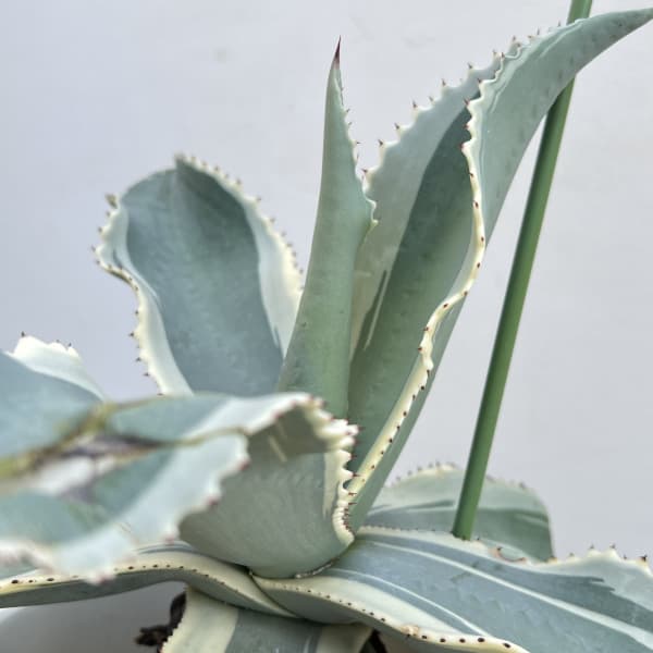 （わけあり特価）アガベ：ジプソフィラ　7号鉢植え