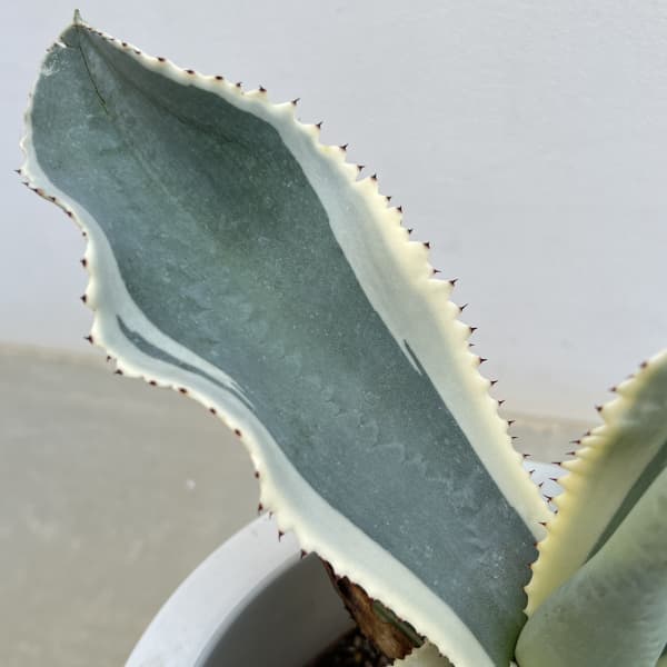 （わけあり特価）アガベ：ジプソフィラ　7号鉢植え